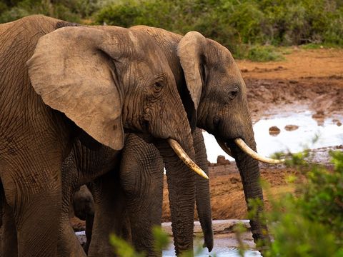 addo-elephant-national-park-near-good-hope-farm-bnb